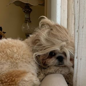 Meet your Posher, Rosa